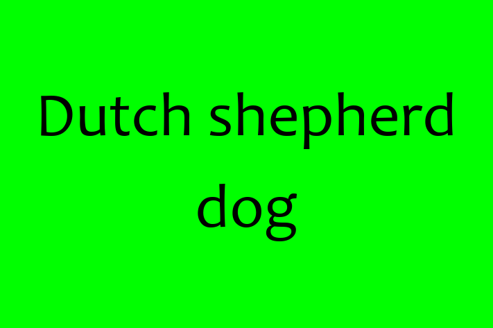 Dog Dutch shepherd dog for Sale in Tucson