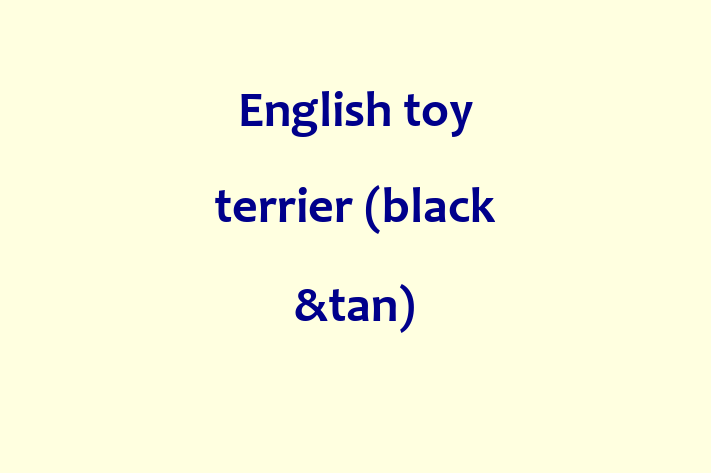 English toy terrier black tan Dog in South Bend