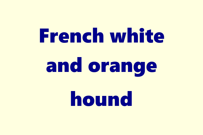 Adopt a Dog French white and orange hound Available in Stamford