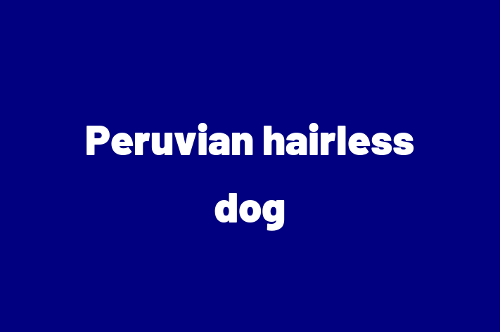 Peruvian hairless dog Dog Available Now in Peoria