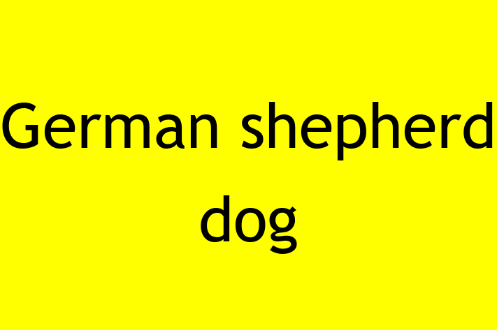 Find Your New German shepherd dog Dog in North Las Vegas