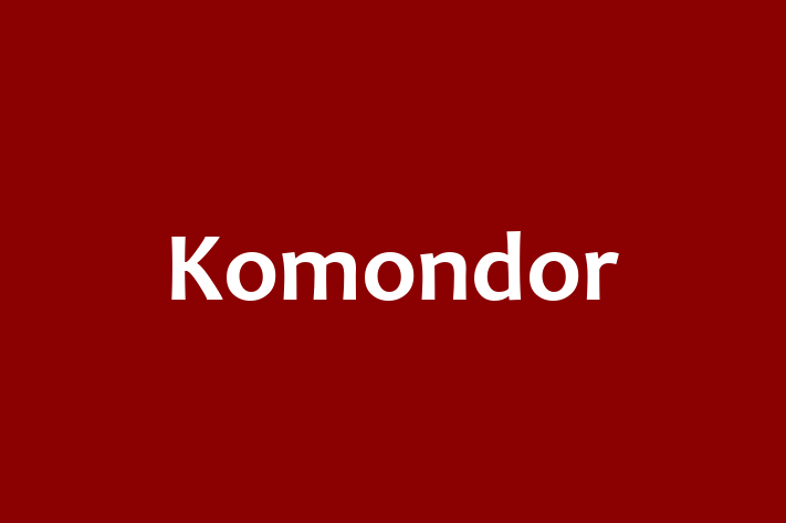 Komondor Dog Available Now in Bakersfield