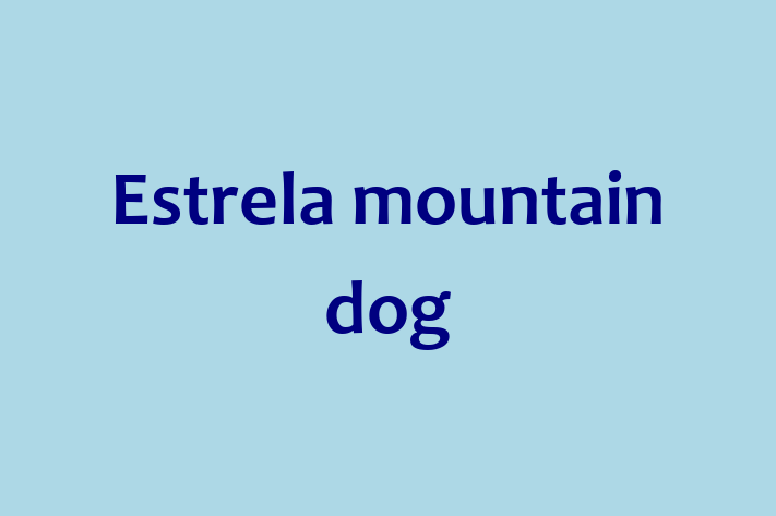 Estrela mountain dog Dog Ready for a Home in Carrollton