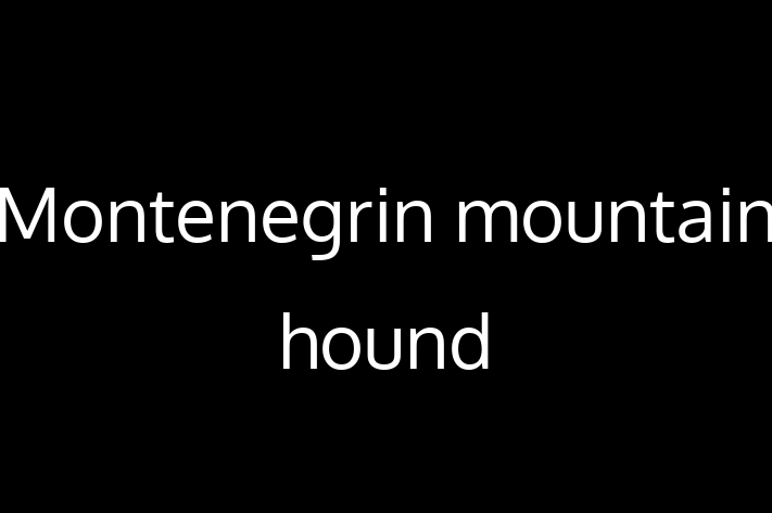 Montenegrin mountain hound Dog in Denton