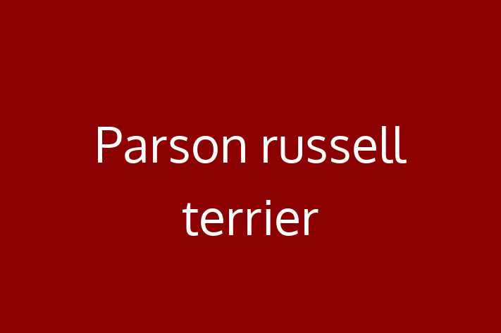 Parson russell terrier Dog Available Now in Missoula