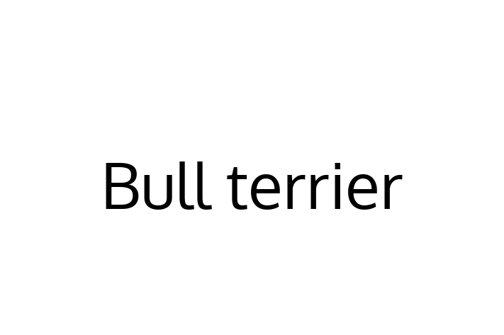 Adopt a Bull terrier Dog in Jacksonville