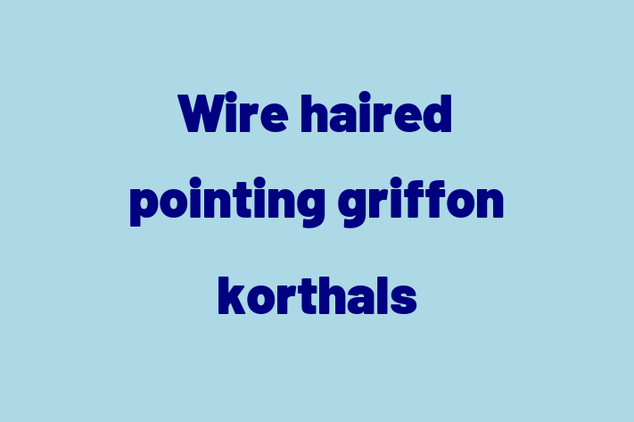 Dog Wire haired pointing griffon korthals for Sale in Birmingham