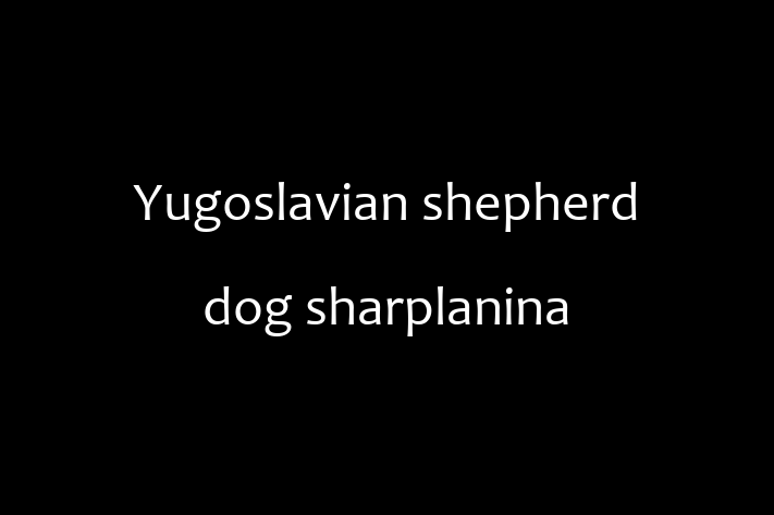 Charming Yugoslavian shepherd dog sharplanina Dog for Sale in Anchorage