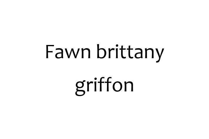 Fawn brittany griffon Dog in Garland Ready for a New Home