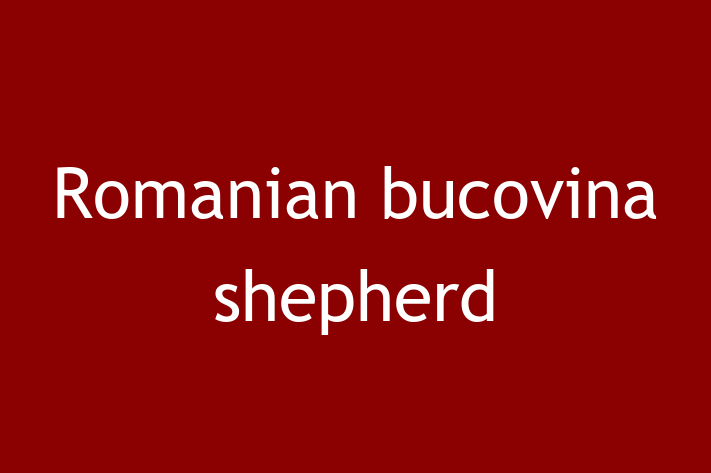 Romanian bucovina shepherd Dog for Sale in Portland