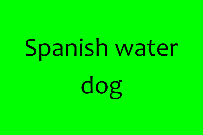 Spanish water dog Dog for Adoption in Tempe