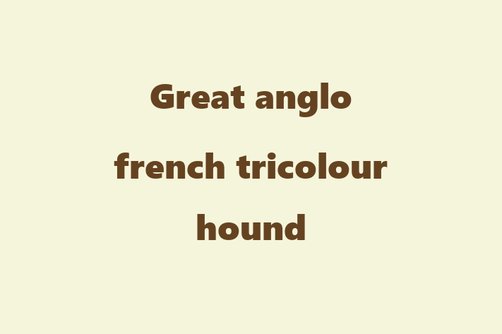 Great anglo french tricolour hound Dog for Adoption in Rochester