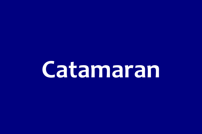 Tech Solutions Company Catamaran