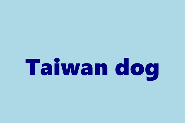 Taiwan dog Dog PuppiesKittens for Sale in Carrollton