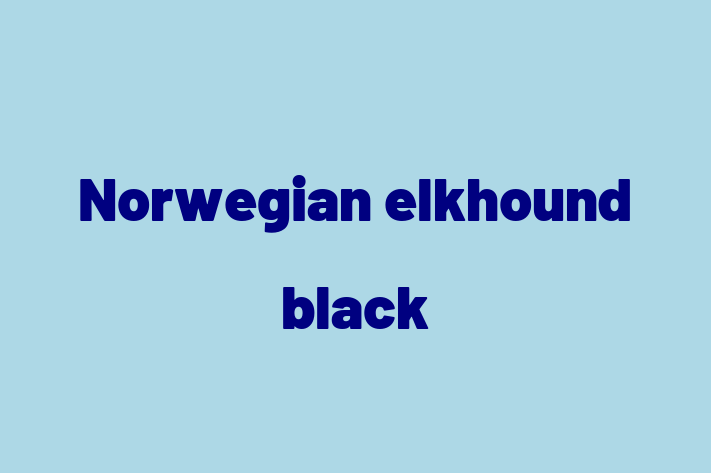 Adopt a Norwegian elkhound black Dog in Los Angeles