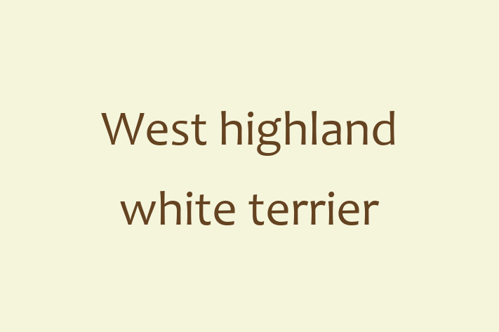 West highland white terrier Dog in Oakland Ready for a New Home