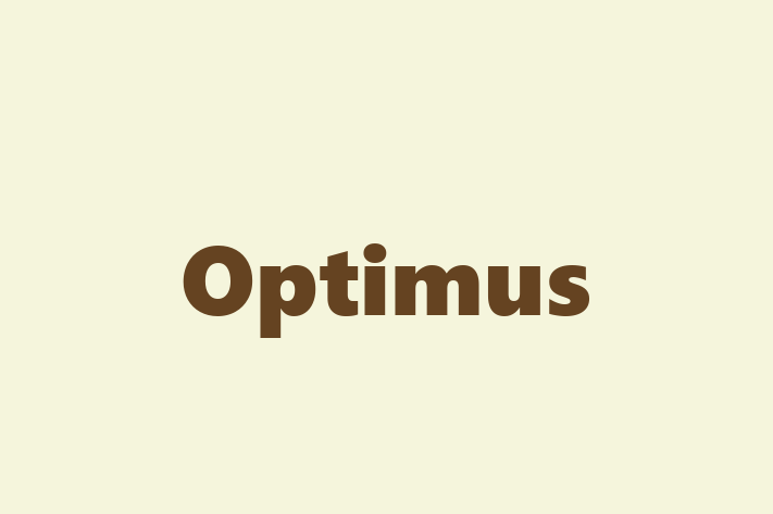 Tech Solutions Company Optimus