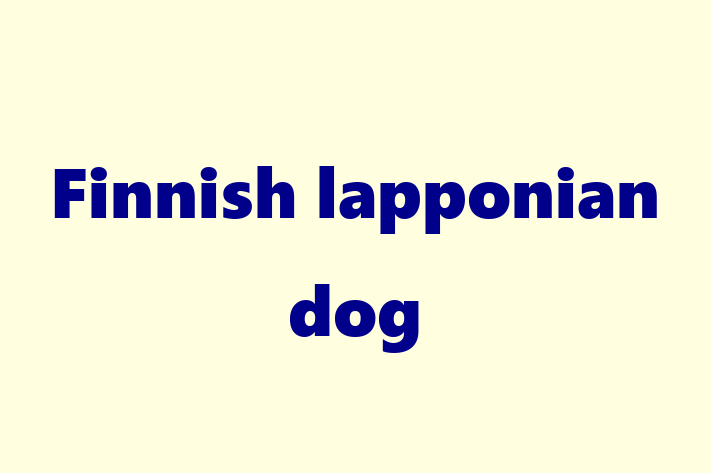 Finnish lapponian dog Dog in San Bernardino