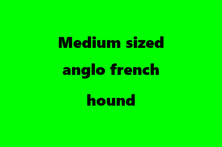 Medium sized anglo french hound Dog for Sale in Lowell