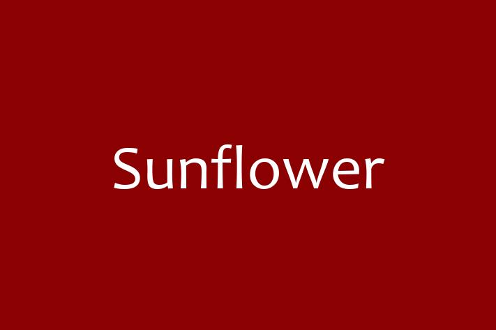 Electrical installers Sunflower