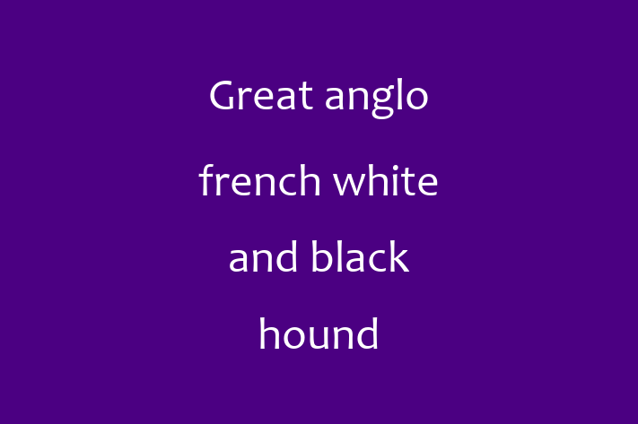 Dog Great anglo french white and black hound for Sale in Thornton