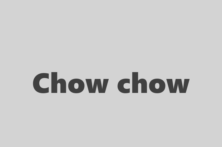 Dog Chow chow for Sale in Denver