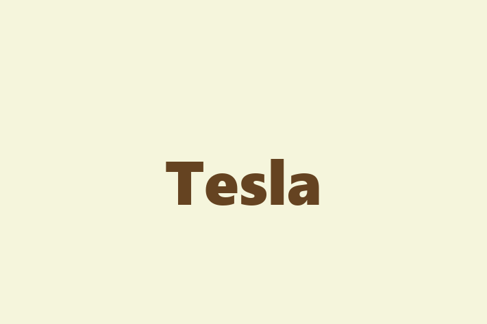 Human Capital Management Tesla