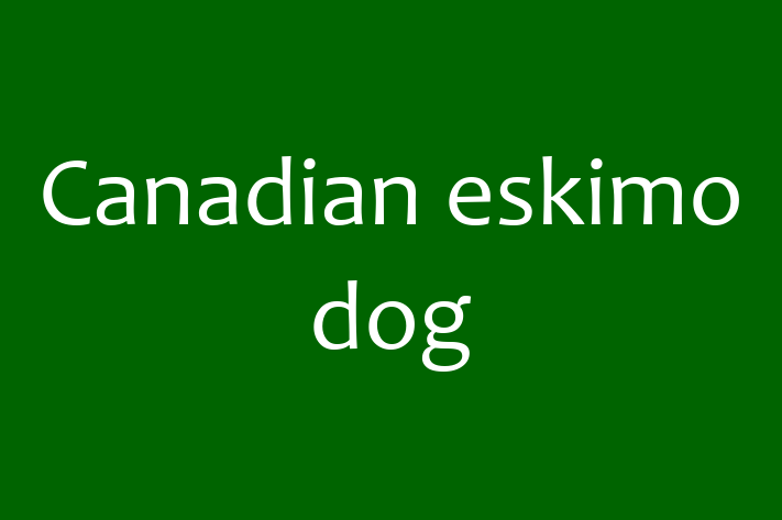 Adopt a Canadian eskimo dog Dog in Gresham