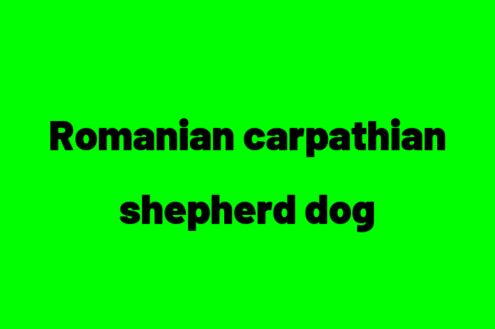 Romanian carpathian shepherd dog Dog for Sale in Plano