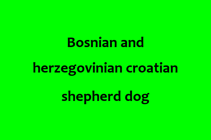 Adopt a Bosnian and herzegovinian croatian shepherd dog Dog in Norfolk