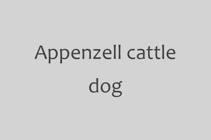 Appenzell cattle dog Dog for Sale in Alexandria