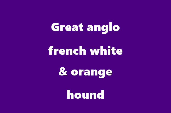 Adopt a Friendly Great anglo french white orange hound Dog in Minneapolis