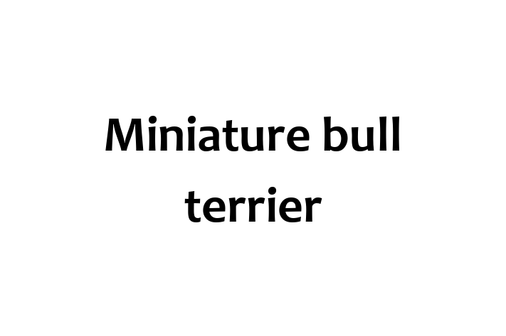 Miniature bull terrier Dog for Adoption in Toledo