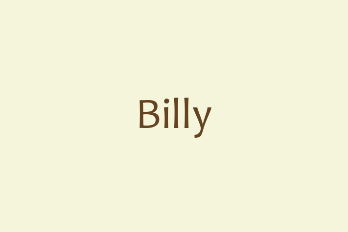 Adopt a Dog Billy Available in San Angelo