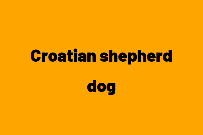 Adopt a Beautiful Croatian shepherd dog Dog in Denver