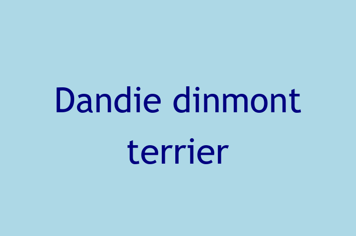 Dandie dinmont terrier Dog for Sale in Temecula