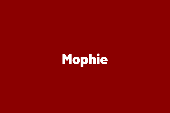 Software Services Company Mophie