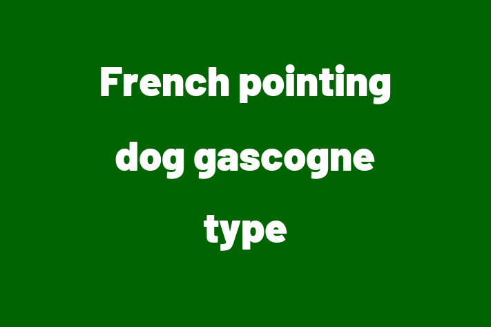 French pointing dog gascogne type Dog for Sale in Sunnyvale