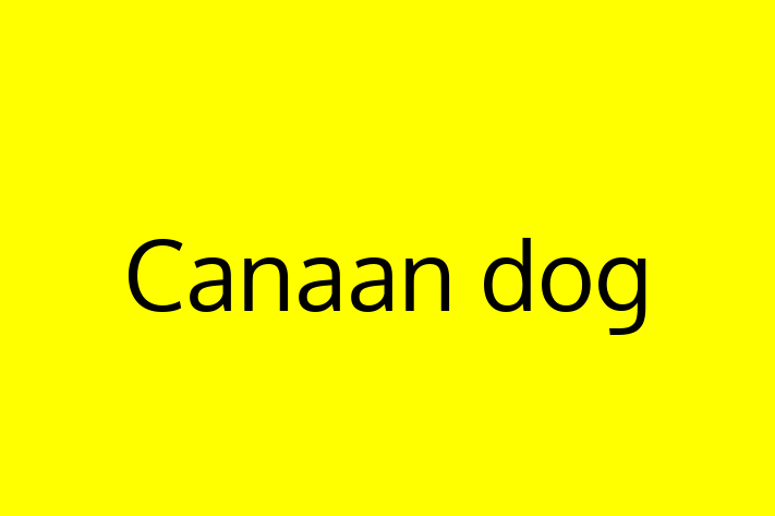 Charming Canaan dog Dog for Sale in Kansas City