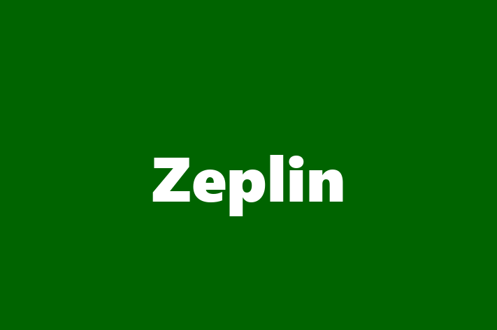 Tech Solutions Company Zeplin