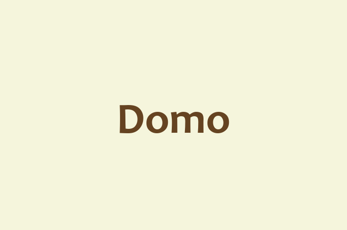 Software Development Firm Domo