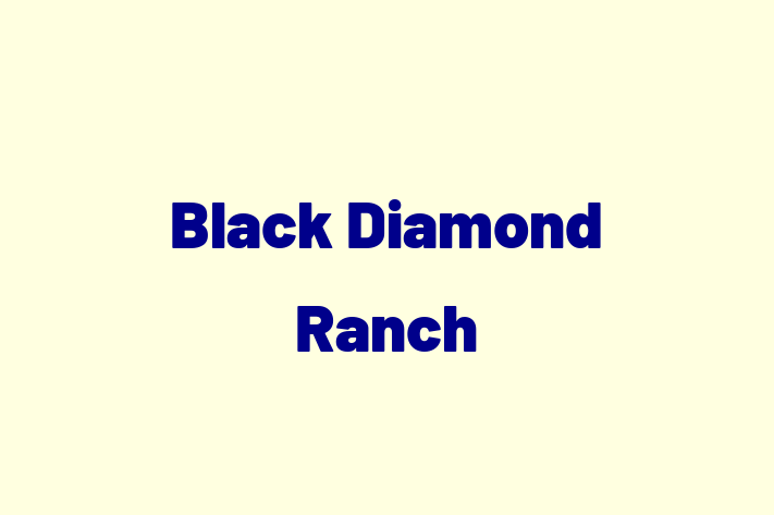 Software Engineering Company Black Diamond Ranch