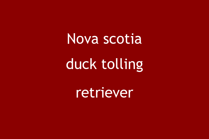 Adopt a Dog Today Nova scotia duck tolling retriever in Kent