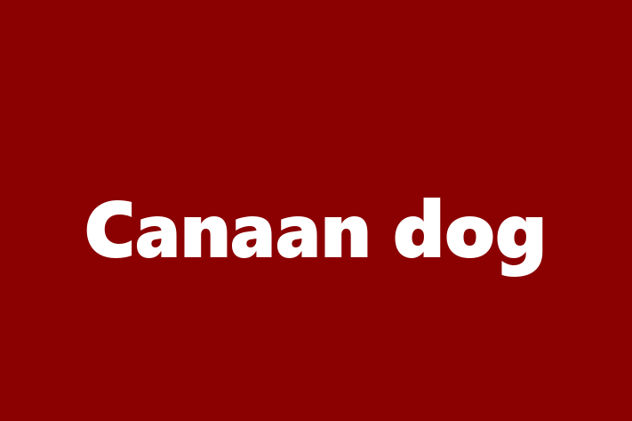 Canaan dog Dog for Sale in Colorado Springs