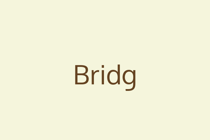 Technology Company Bridg