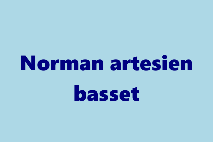 Meet Your New Norman artesien basset Dog in Pomona