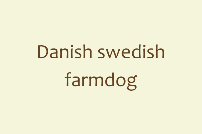 Meet Your New Danish swedish farmdog Dog in Ontario