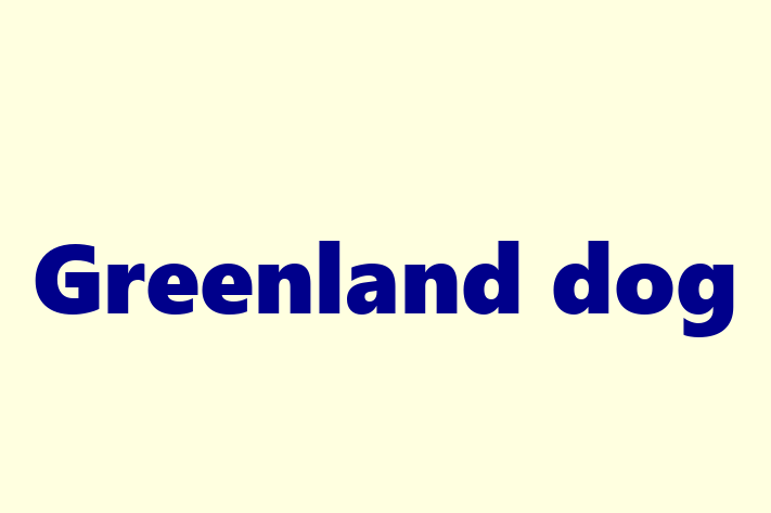 Greenland dog Dog for Sale in Phoenix