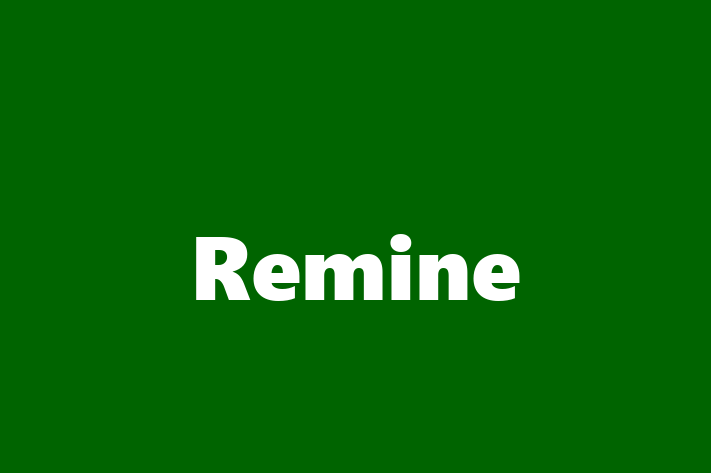 Software Engineering Company Remine