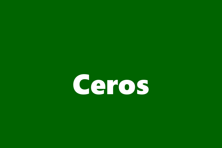 Software Engineering Company Ceros